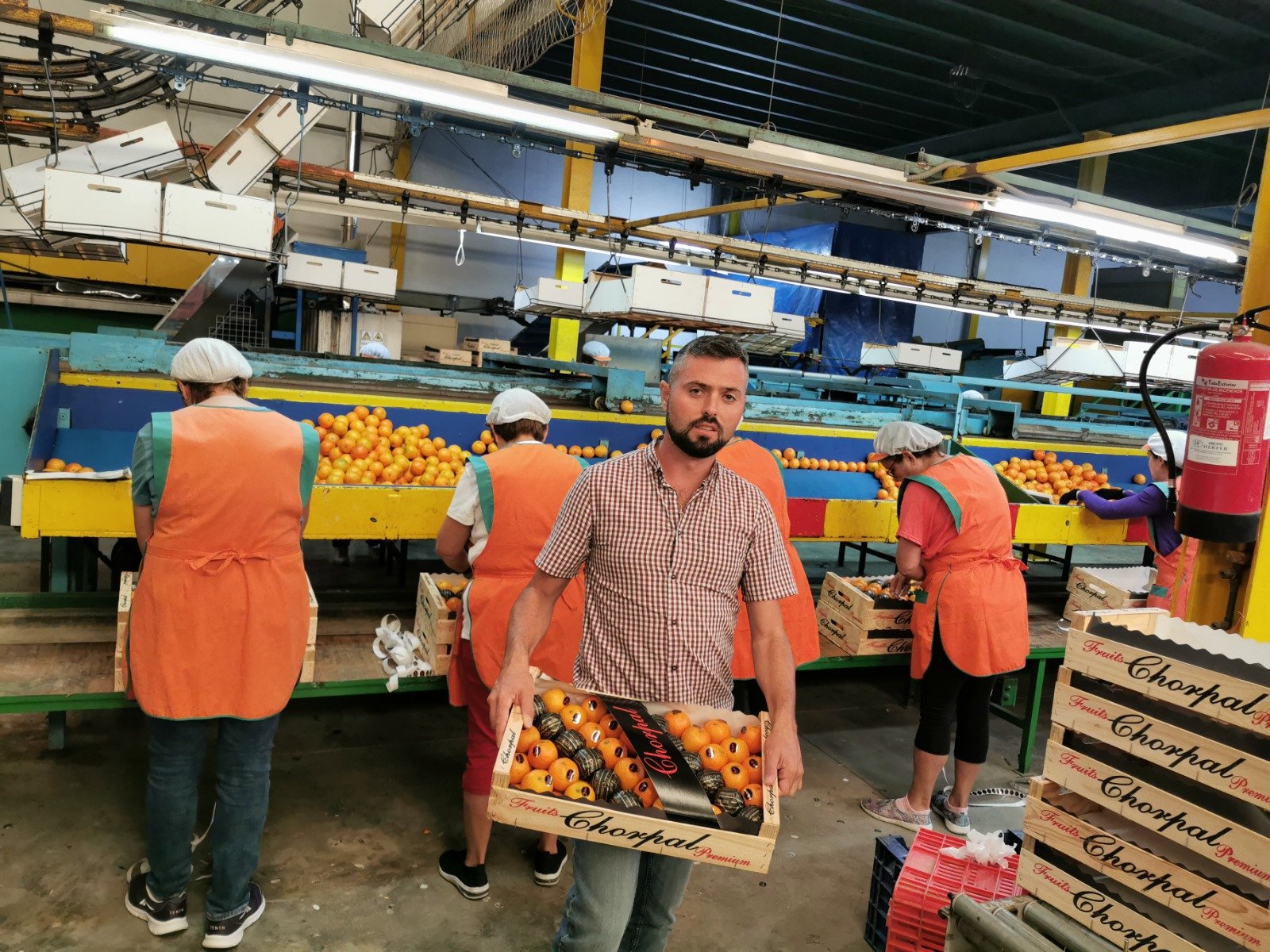 Cosechadores en planta de selección